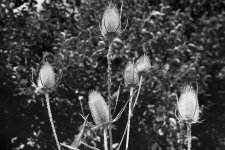 Some thistles.JPG