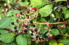 Berries.jpg