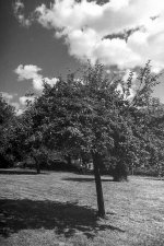 Orchard.JPG