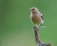 Male Chaffinch .jpg Male Chaffinch .jpg