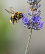 IMG_1421.jpeg