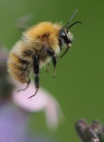 IMG_1450.jpeg