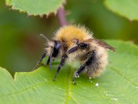 furry-bee.jpg