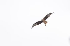 Urban Wildlife 2.jpg