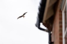 Urban Wildlife.jpg