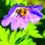 87 Urban Bee.JPG 87 Urban Bee.JPG