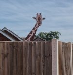 Giraffe.jpg