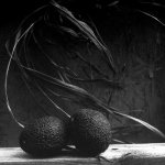 Avocados.JPG