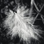 Closer-2616-2.jpg