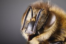 Bee.jpg Bee.jpg