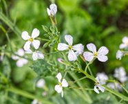 Oil Seed Radish 01.jpg Oil Seed Radish 01.jpg