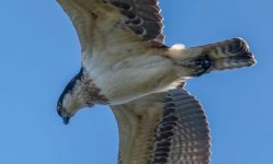 IMG_0263.jpeg