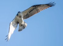 IMG_0260.jpeg