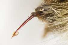 Stinger1024.jpg Stinger1024.jpg