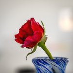 Rose 2.jpg