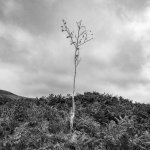 007 Lone Tree (Sapling) 01-4276 PS Adj Upload.jpg 007 Lone Tree (Sapling) 01-4276 PS Adj Upload.jpg