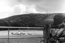 Herdwick Below Winter Hill.JPG Herdwick Below Winter Hill.JPG