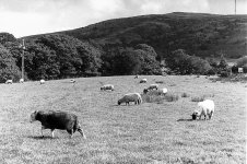 Herdwick Below Winter Hill-2.JPG