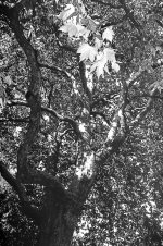 Top of the Tree.JPG