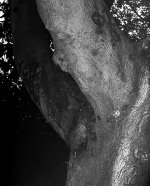pareidolia (2).JPG