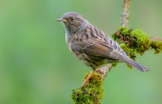 Dunnock 8-10-26.jpg