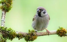 Tree Sparrow 8-10-26.jpg