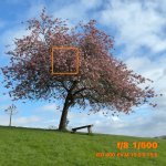 Tree.JPG