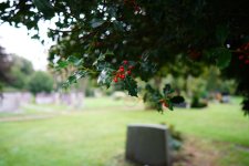 DSC09582-a7r2-4.jpg