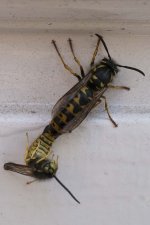 wasp.jpg