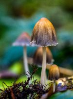 Week 42 - Hidden Details 1.jpg