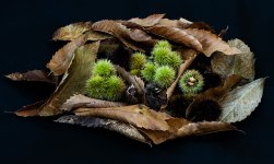 h-chestnuts.jpg