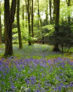 2026 Bluebells 5.JPG