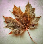 Symmetry-in-Nature.jpg