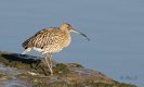 curlew02.jpg