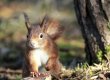 Red Squirrel 2-2 (2).jpg Red Squirrel 2-2 (2).jpg