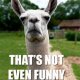 01-not-funny-llama.jpg