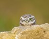 Cheeky little owl (1 of 1).jpg