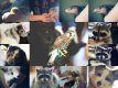 ANIMAL COLLAGE.jpg