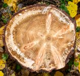 Tree Rings 001.jpg