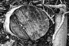 Tree rings 00007.jpg