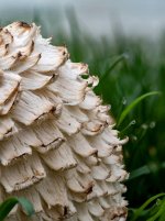 Week 42 - Symetry in Nature 6.jpg