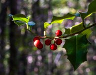 holly-berries.jpg