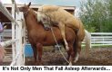horse falls asleep during mounting.jpg