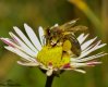 Bee with pollen-1.jpg