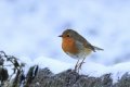 Robin in snow 3-2.jpg