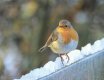 Robin in snow 2-2.jpg