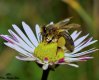 Beee with pollen edited-1.jpg
