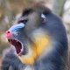 Mandrill.jpg