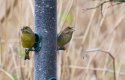 Greenfinches.jpg