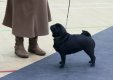 Dogs (1).JPG Dogs (1).JPG